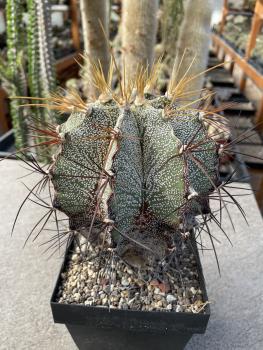 Astrophytum ornatum v. mirabelli